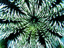 SEA URCHIN /undersside by Andres Larraz 